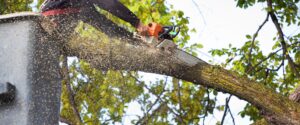 Tree_Removal_Ashford_Kent-BG
