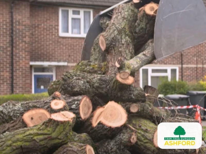 Tree_Removal_Ashford_Kent-Consultation