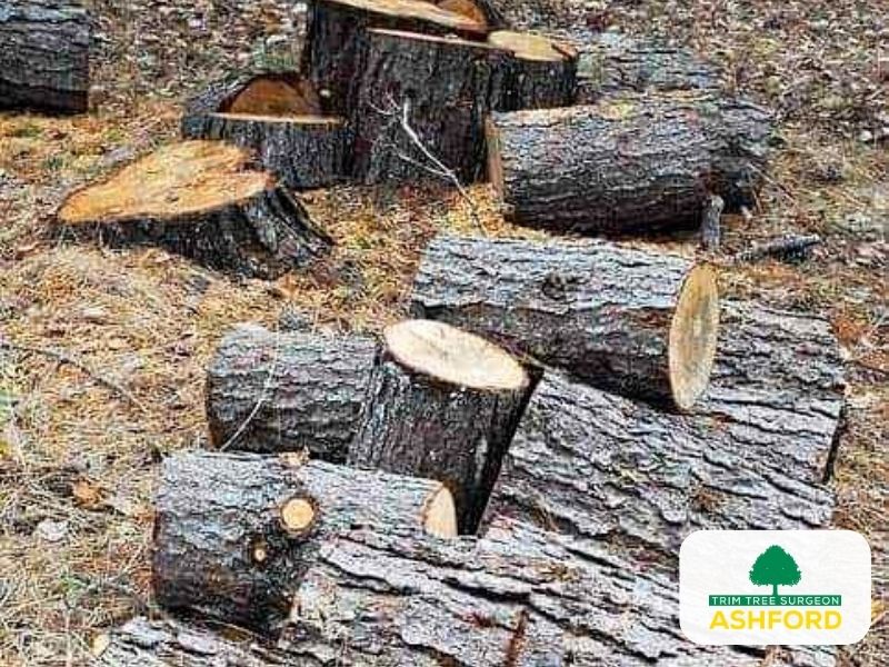 Tree_Removal_TN23_Kent_Ashford