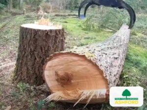 Tree_Surgeon_Ashford-Customer-Satisfaction