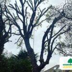 Tree_Surgeon_Kent_Emergency_Ashford