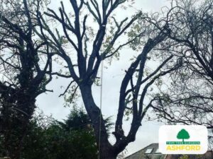 Tree_Surgeon_Kent_Emergency_Ashford