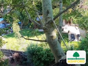 Tree_Surgeons_Ashford_TN23