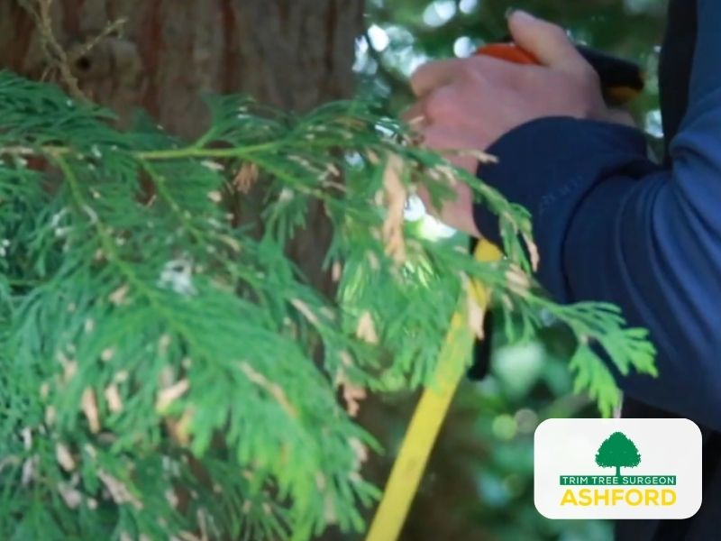 Tree_Survey_Ashford_Kent