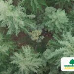 Tree_Survey_Ashford_TN23_Kent