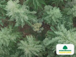 Tree_Survey_Ashford_TN23_Kent