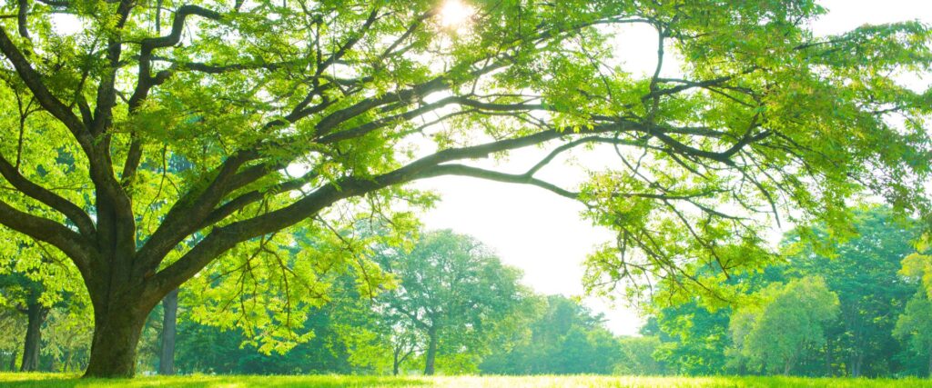 Trim-Tree-Surgeon-Ashford-Contact-Us-BG