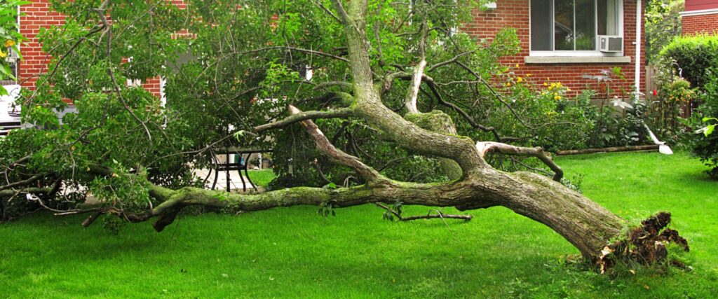 Trim-Tree-Surgeon-Ashford-Emergency-BG