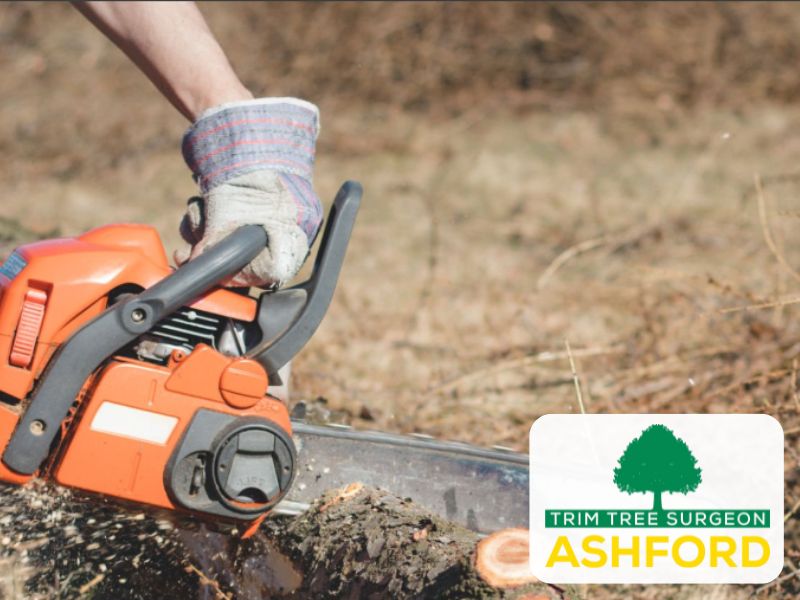 Kent_treesurgeon_ashford_TN23