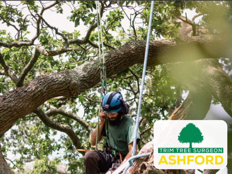 TN23_ashford_treesurgeon_Kent