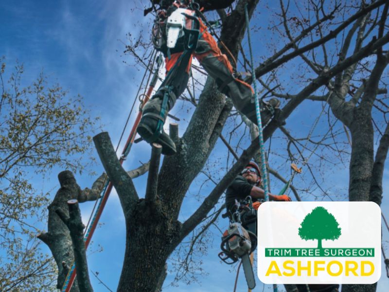 TN23_treesurgeon_ashford_Kent