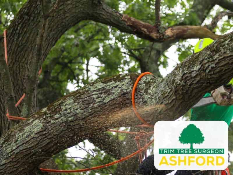 ashford_Kent_TN23_treesurgeon
