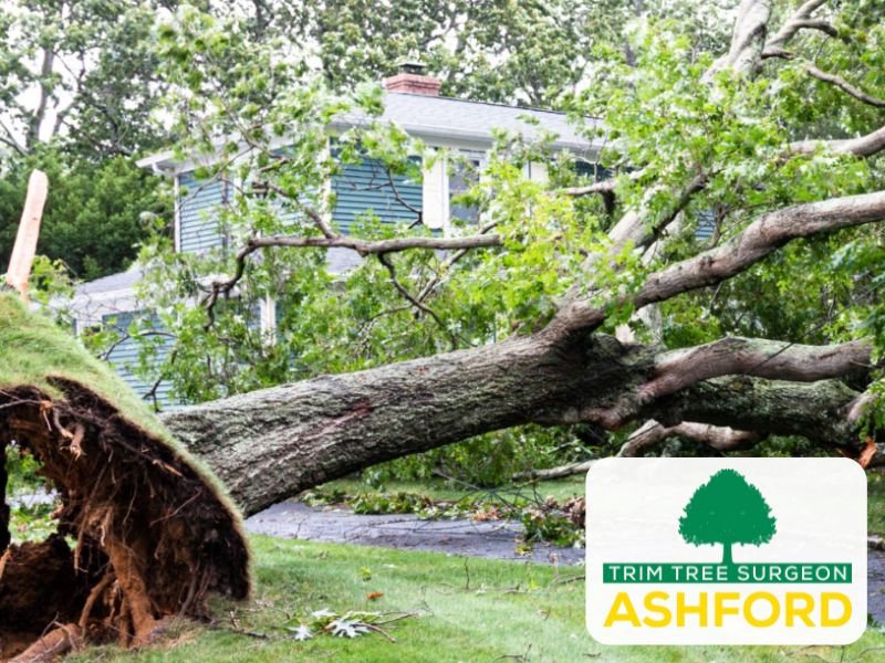 ashford_treesurgeon_Kent_TN23