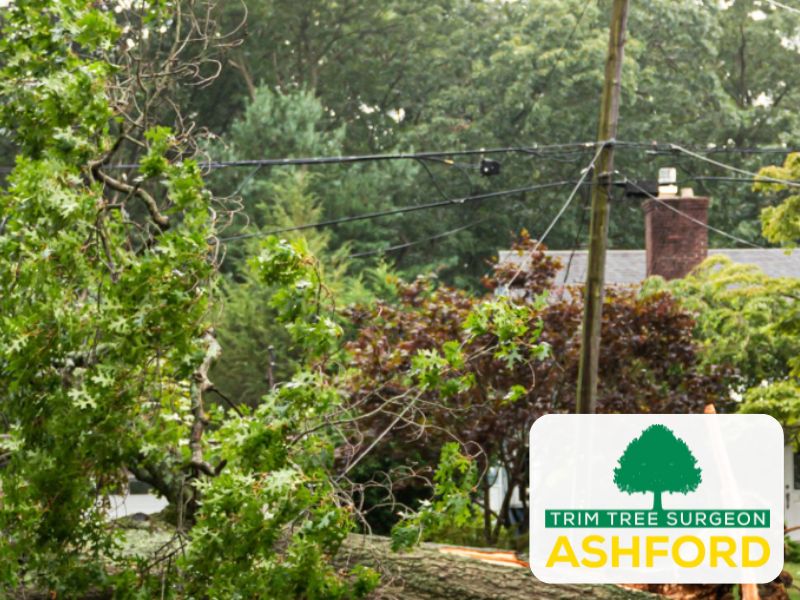 treesurgeon_Kent_ashford_TN23