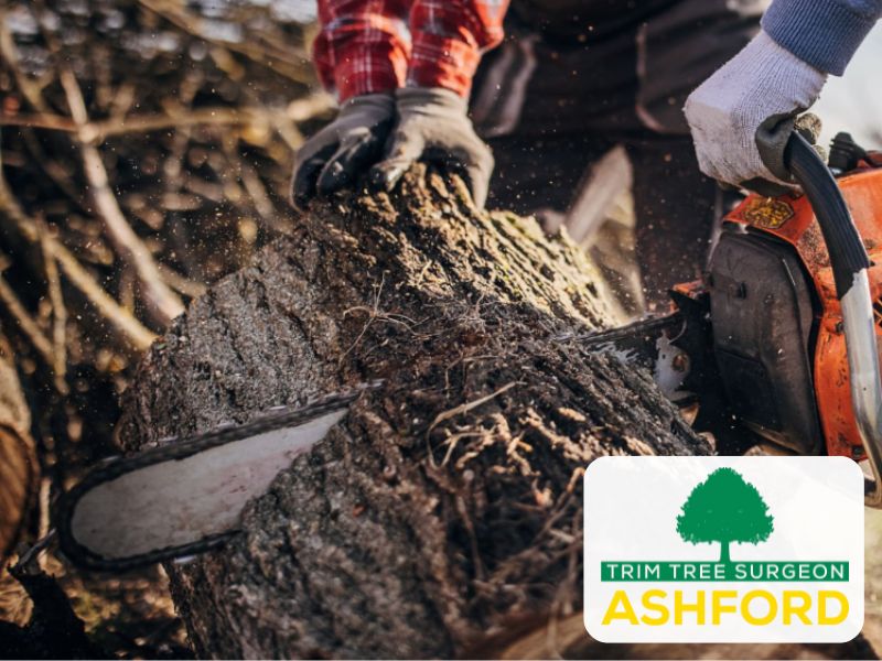 treesurgeon_ashford_Kent_TN23